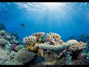Osprey Reef