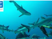 Grey reef sharks