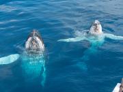 Pair of humpback whales