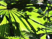 Daintree Palms