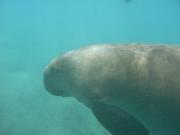 Dugong