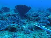 Combined hard coral and algae habitat in 30 m depth at Elizabeth Reef