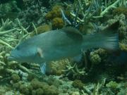 Figure 1 Coral trout