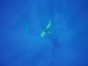 Galapagos shark