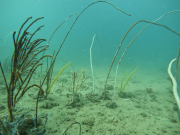 Gorgonian and Fish Site 5_Clip2.mov_.00_00_06_52.Still002 (002).png