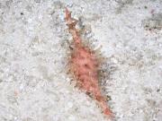 Great Spotted Cowrie
