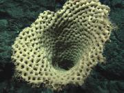 Huge glass sponge at 2197 metres in the Tasman Fracture Marine Park