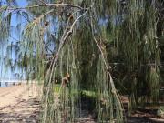 Casuarina equisetifolia