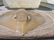 Mumburarr Whipray