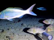 KEFArea5_25_snappers_cods_emporers.jpg