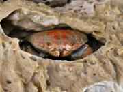 Crab in a sponge