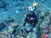 Diver collecting imagery along a transect on a fixed site survey. 