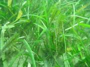 Seagrass meadow at Magnetic Island