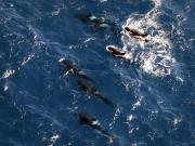 Ocean predators