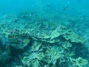 North Ashmore Reef 2017