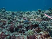 With this many juvenile corals (0-5cm) and teenage corals around, the coral cover at North reef is increasing.