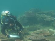 Orpheus Island surveying