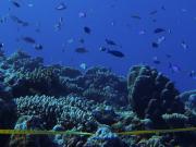 Clerke Reef