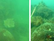 Pelican Island Site2 in 2011(left)  and 2014 (right)