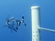 Pilot fish