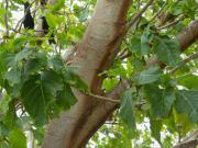 Pisonia grandis - Lady Elliot Island