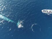 Pygmy blue whale