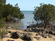 Rhizophora spp.  on Gould Island, central Great Barrier Reef.