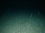 Where did all the corals go?