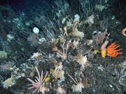 Bright colours in deep places