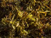 Macroalgae