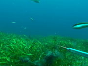 Seagrass Habitat