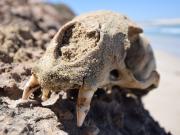 Figure 3. Skull of an Australian sealion. (image: Russell Br