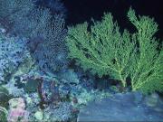 Deeper coral communities of Scott Reef