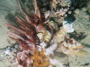 Brittlestars in the Kimberley Marine Park