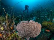 Temperate reef biodiversity