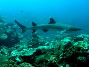 Whitetip reef shark swimming over reef
