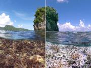 Bleaching in American Samoa
