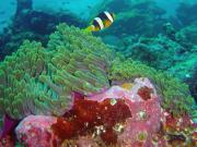 Amphiprion DSC 03955