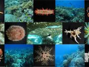 Biodiversity in north west Australia