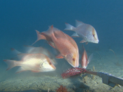 Red emperor and gold band snapper in Ningaloo Marine Park