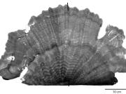 Coral slab growthrings