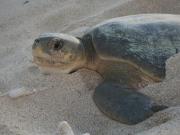 Flatback turtle 