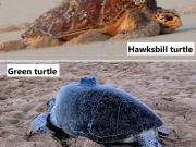hawksbill_green_montage revised-700x652.jpg