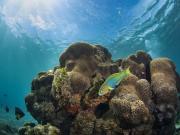 Green moon wrasse in Emily Bay lagoon