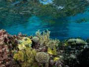 Coral structures at Bird Islet
