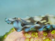 Pleurosicya mossambica 