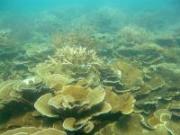 Middle reef coral