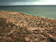 Green turtles Raine Island