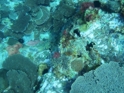 Coral reef Norfolk Marine Park