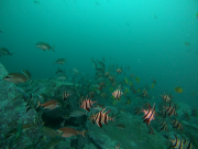 Outer Gibber Rov 1